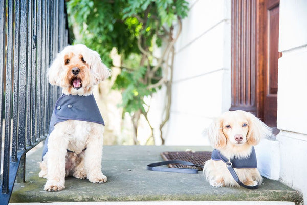 Fleece lined hot sale dog coats