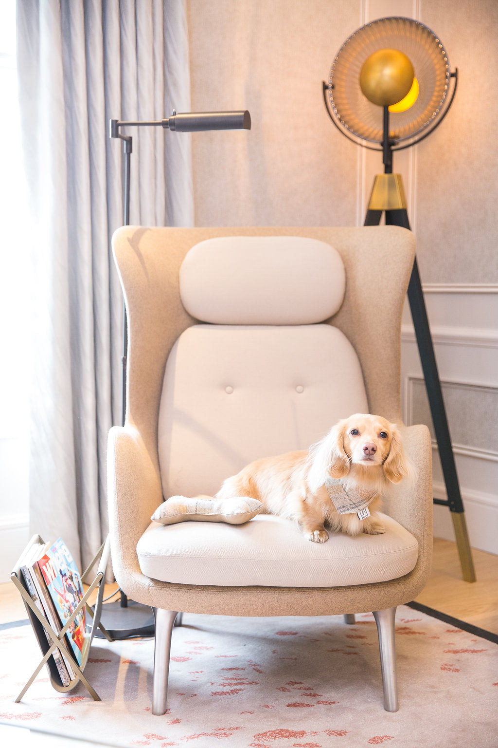 Teddy Maximus the Dachshund in a luxury dog friendly hotel room at the Mandarin Oriental Hyde Park
