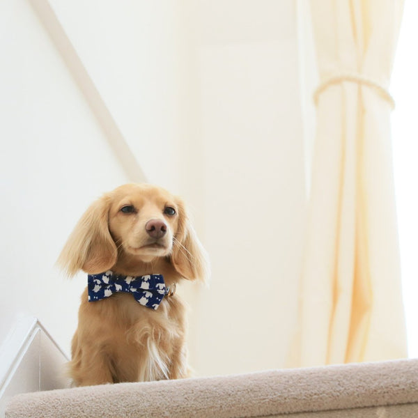 Navy dog bow sales tie