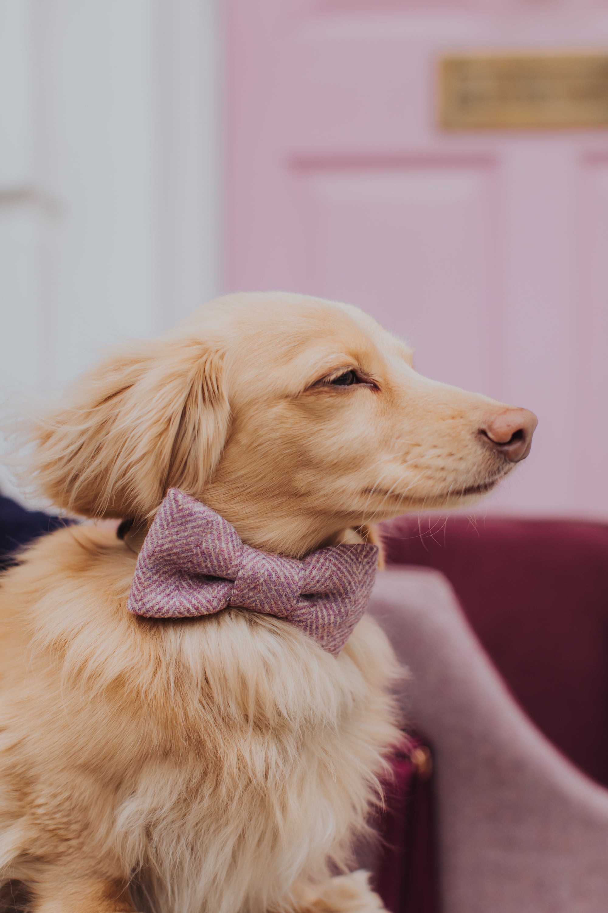 Pink Herringbone Dog Bow Tie NEW!