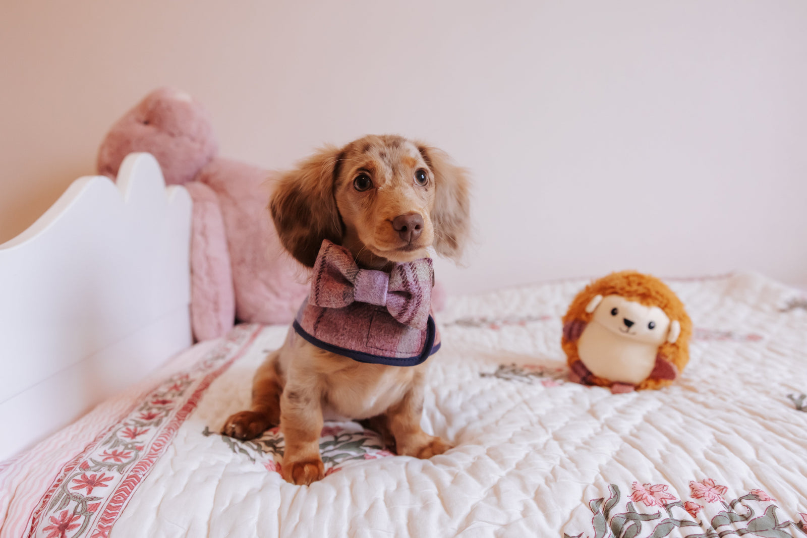 How Do I Find Stylish Accessories Made Specifically for Dachshunds?