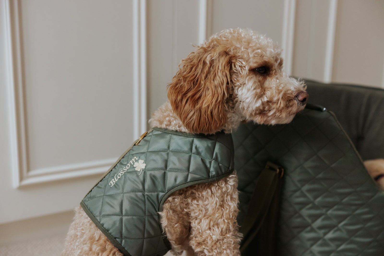 Fluffy dog wearing an olive luxury harness, waiting to go out and explore.