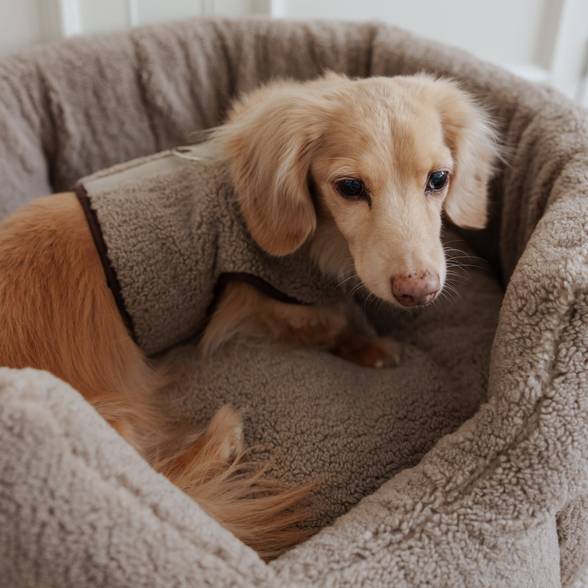 The Teddy Café Latte Sherpa Nest Bed