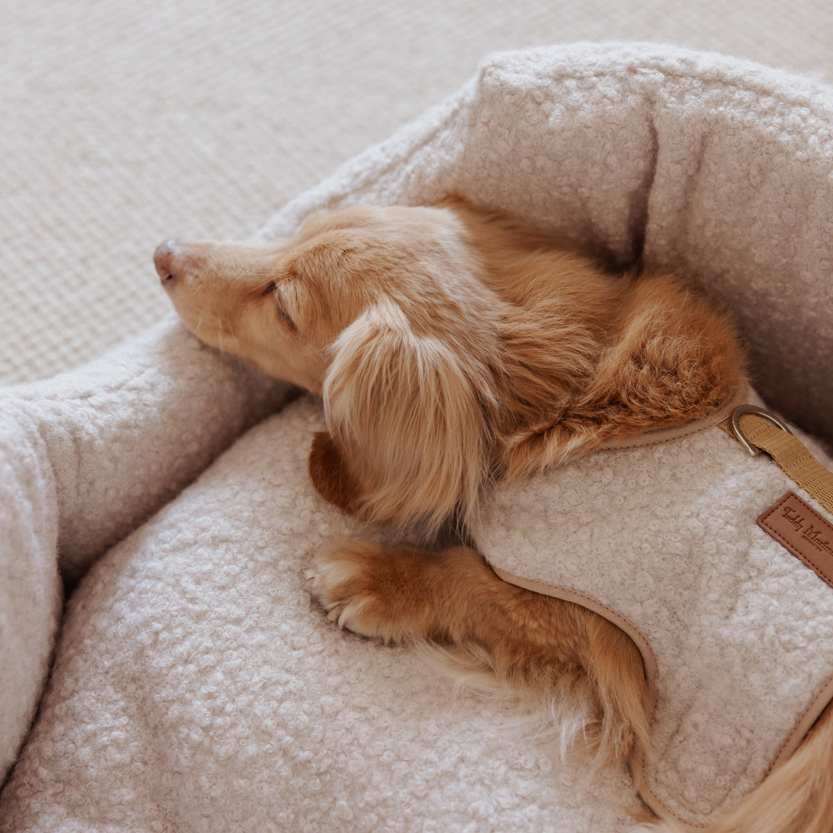 The Teddy Vanilla Latte Bouclé Nest Dog Bed