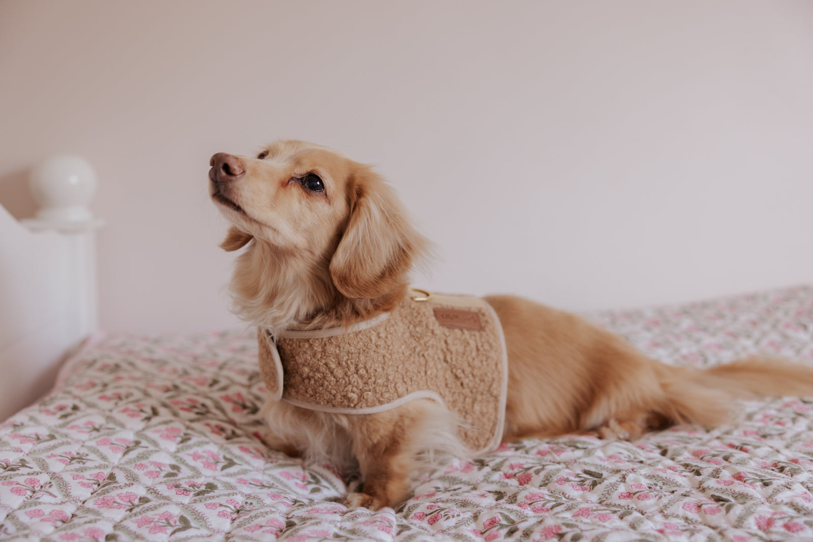 The Teddy Cappuccino Bouclé Luxury Dog Harness