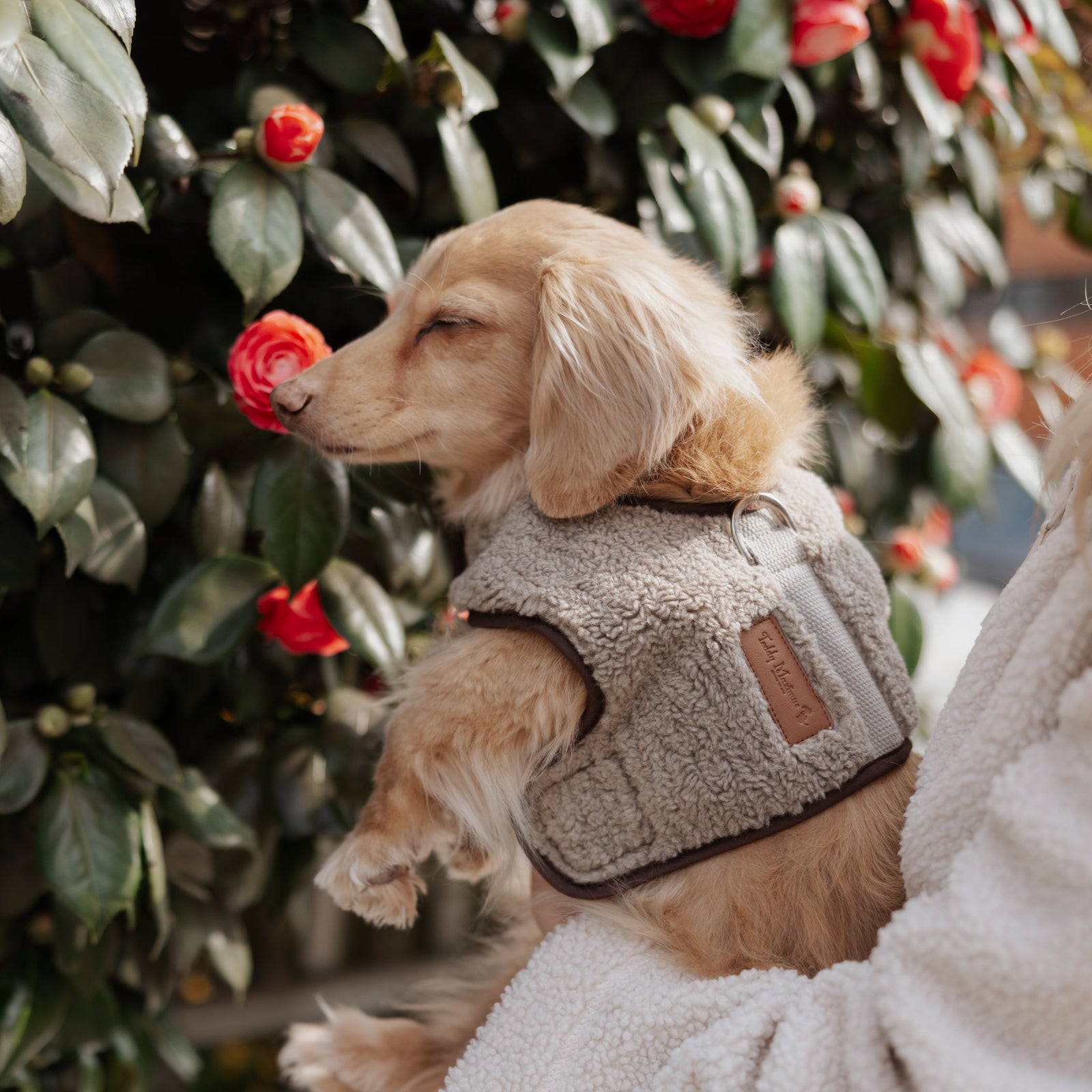 The Teddy Café Latte Sherpa Fleece Dog Harness
