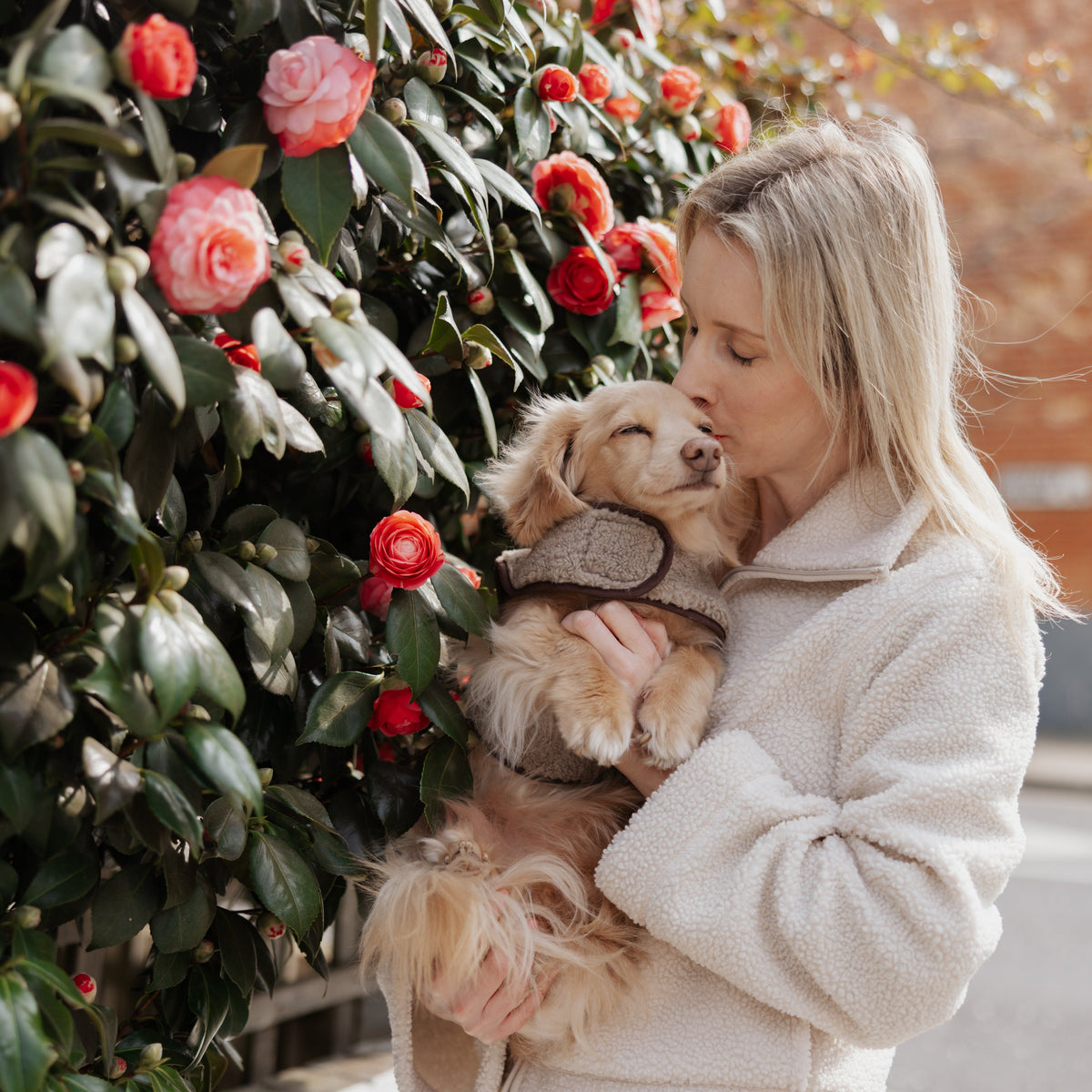 The Teddy Café Latte Sherpa Fleece Dog Harness