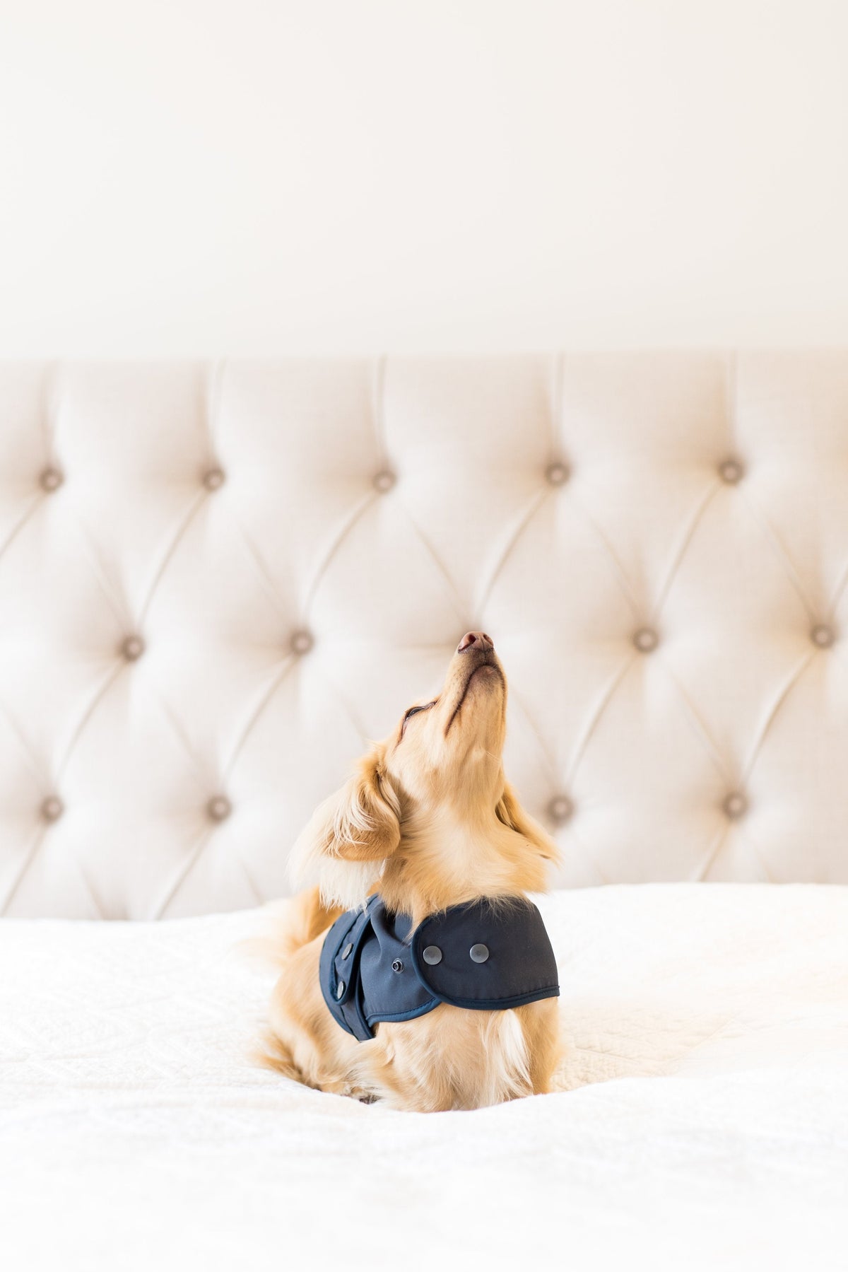 Rosa Shetland Wolle Luxus Wachs Hundemantel