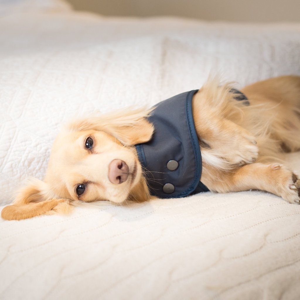 Rosa Shetland Wolle Luxus Wachs Hundemantel