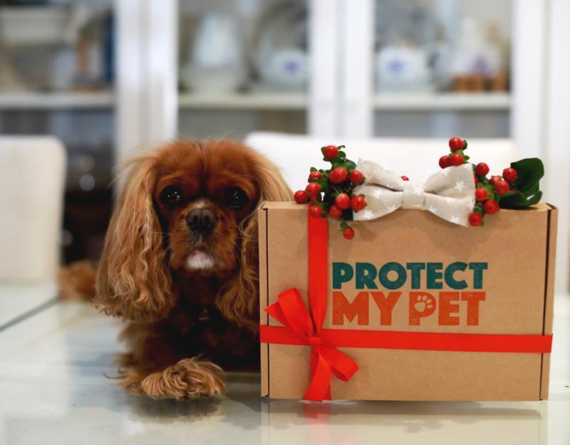 Are You A Time 'Paw' Dog Parent? Meet Marianne from Protect My Pet...