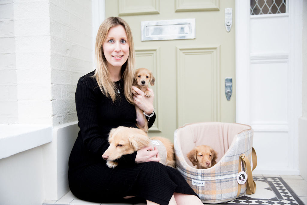 Creating a Dog-Friendly Office: Tips for Working from Home with Your Dog