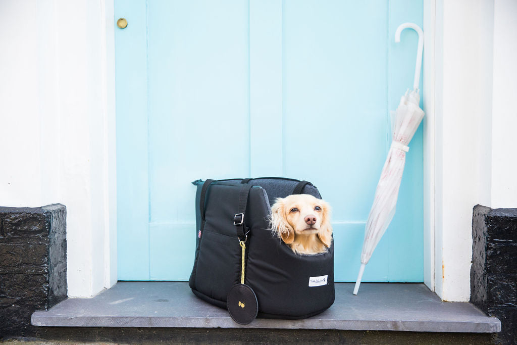 Dog patiently waiting inside sleek black carrier.