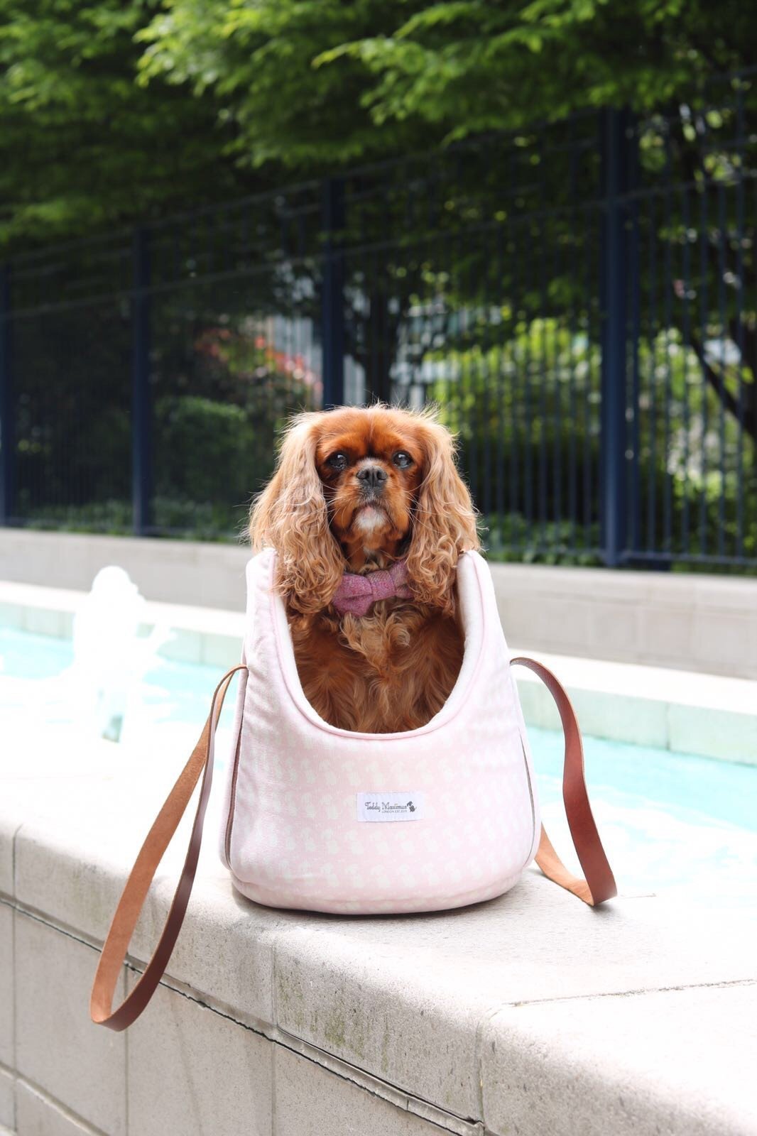 Dog Friendly Travel Tips with Teddy & Amelia