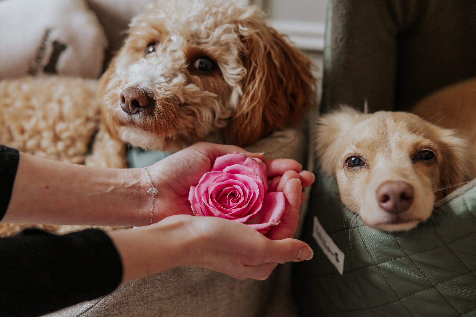 The Best Dog Beds for Cockapoos: A Buyer's Guide