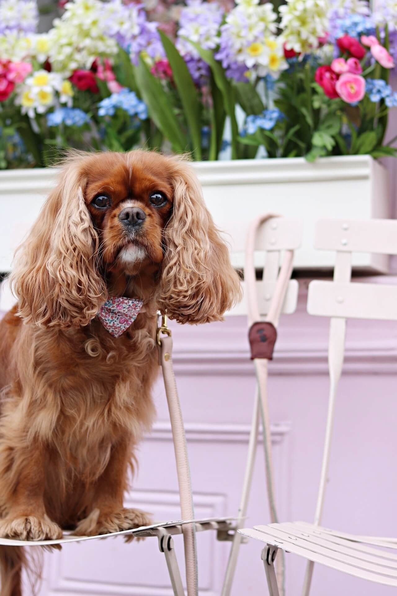 Meet Eva & Amelia - Sloane Street's 'Fluffy Icon'!