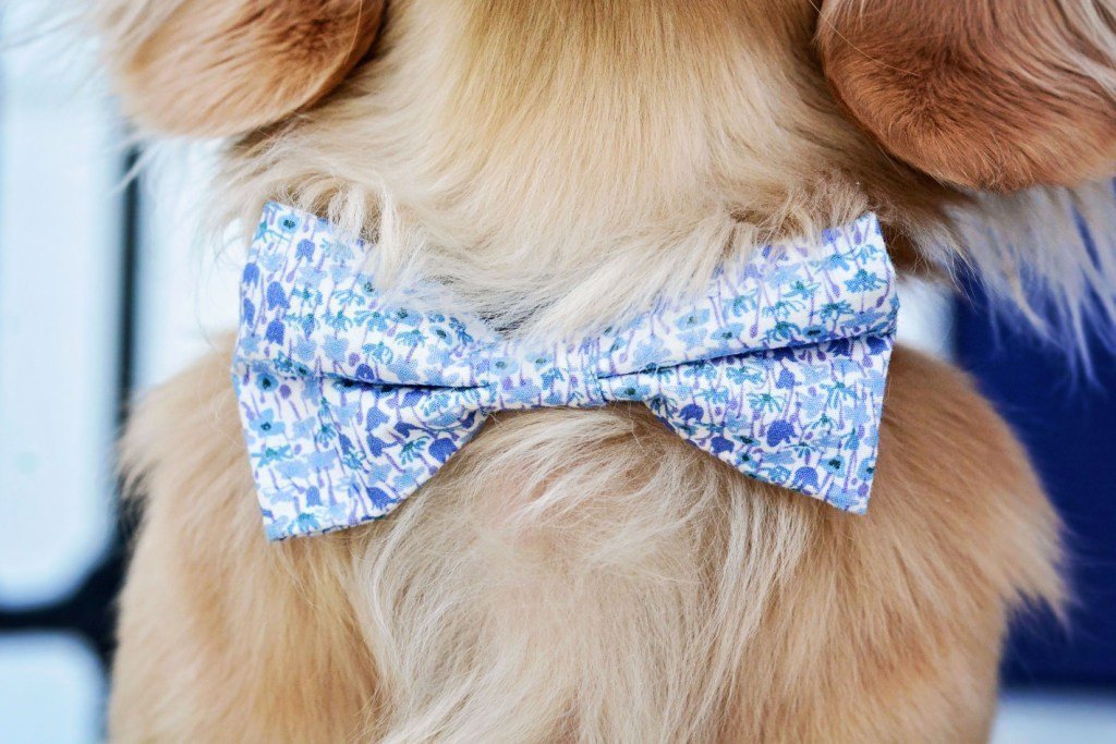 Accessoires imprimés Liberty pour votre chien! Traitez votre chien à un beau noeud floral, lit pour chien, porteur et plus encore!