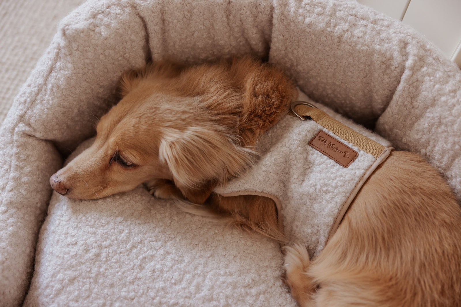 Teddy's Bouclé Collection