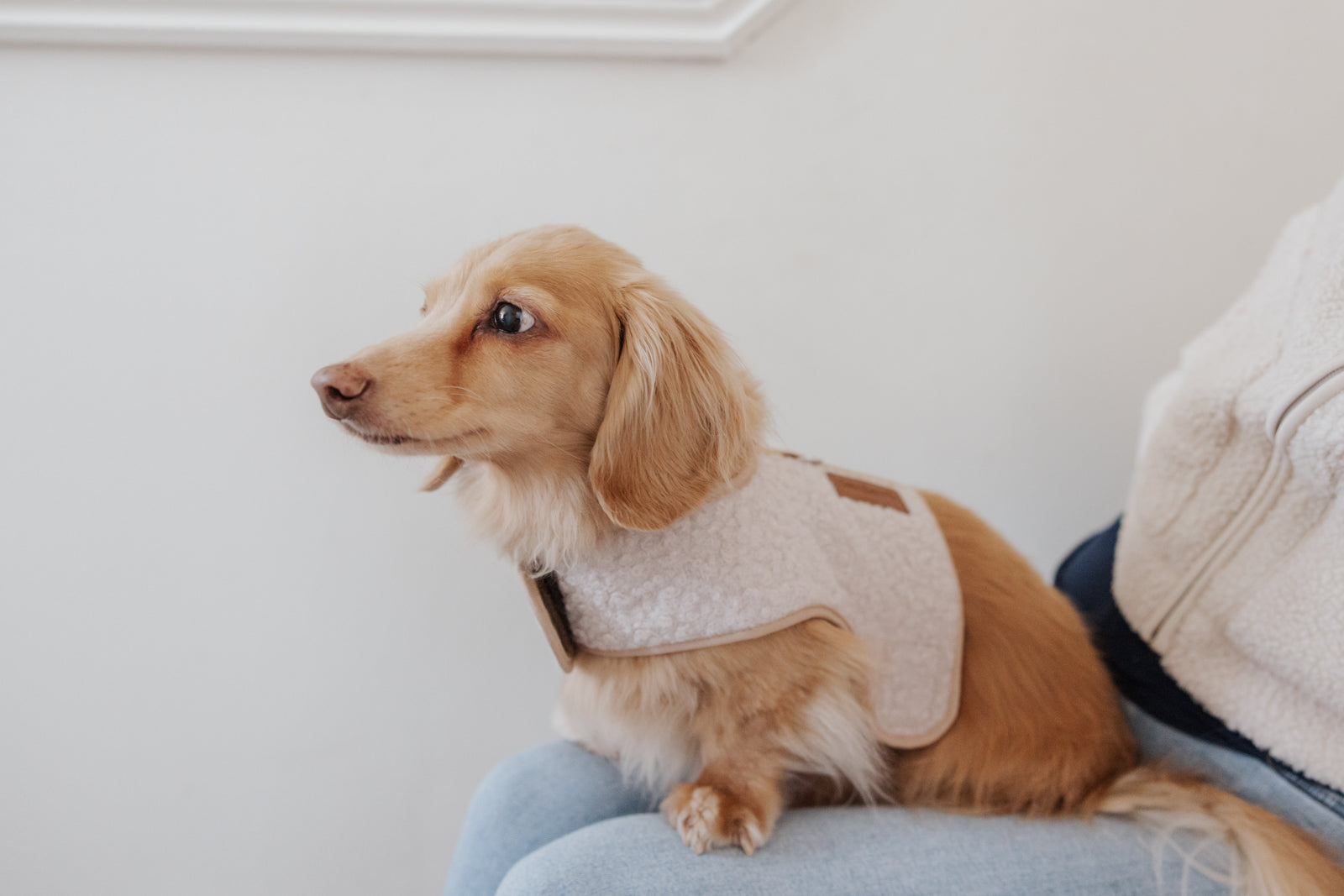 The Teddy Vanilla Latte Bouclé Luxury Dog Harness