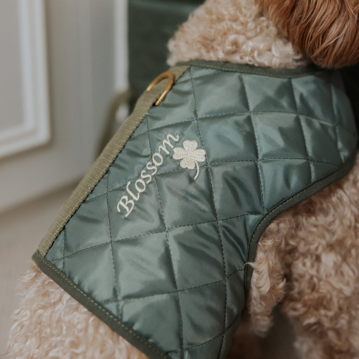 The Explorer Quilted Comfort Luxury Dog Harness