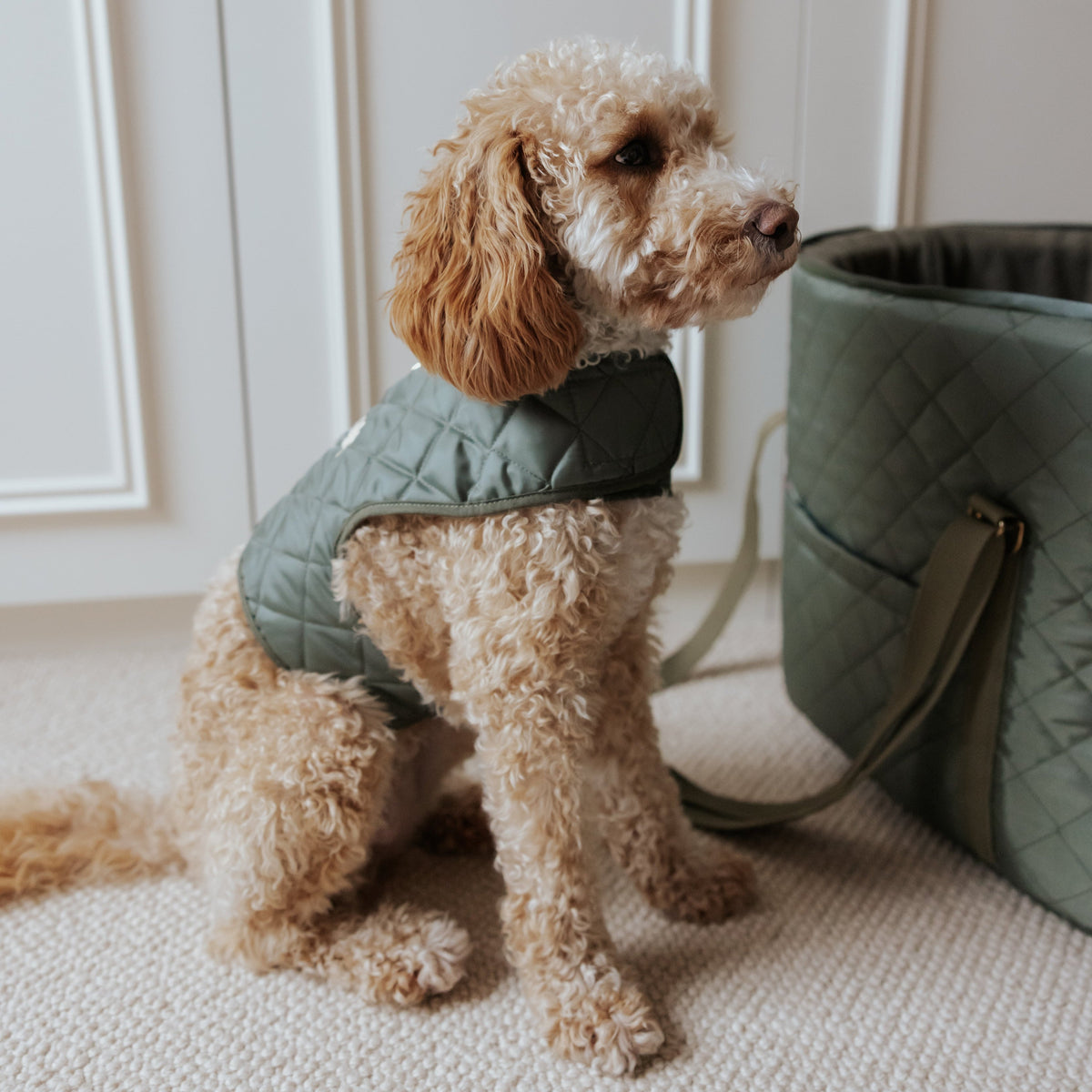 The Explorer Quilted Comfort Luxury Dog Harness