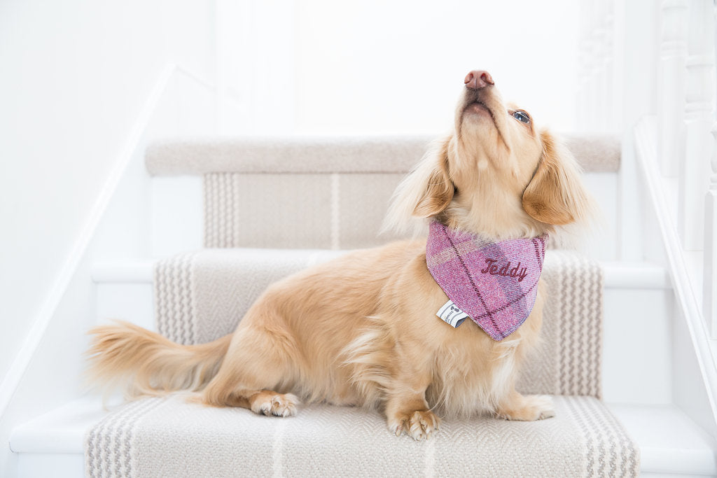 Des mouchoirs élégants pour les chiens qui aiment regarder à la mode. Personnalisez avec le nom de votre chien aussi!