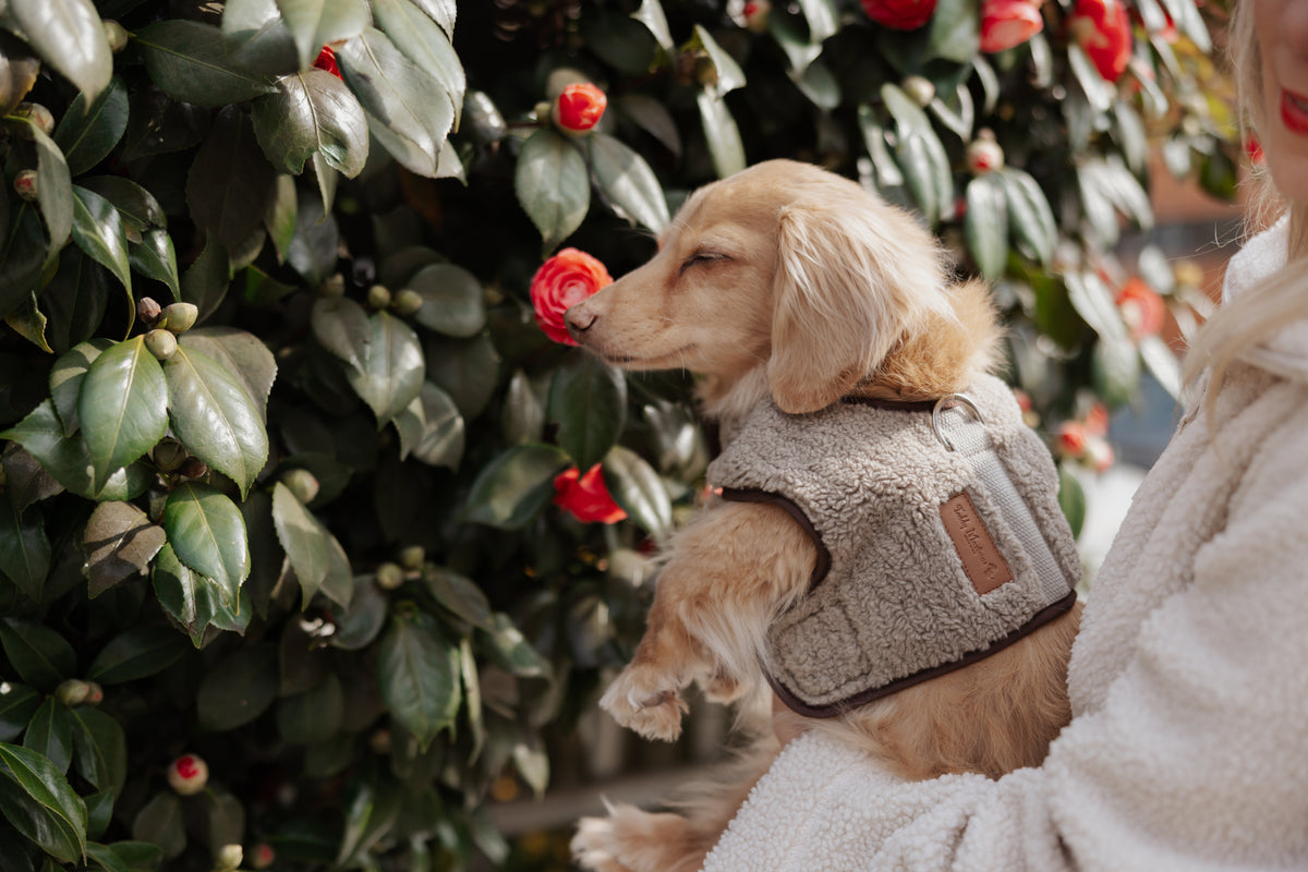 The Teddy Café Latte Sherpa Fleece Dog Harness