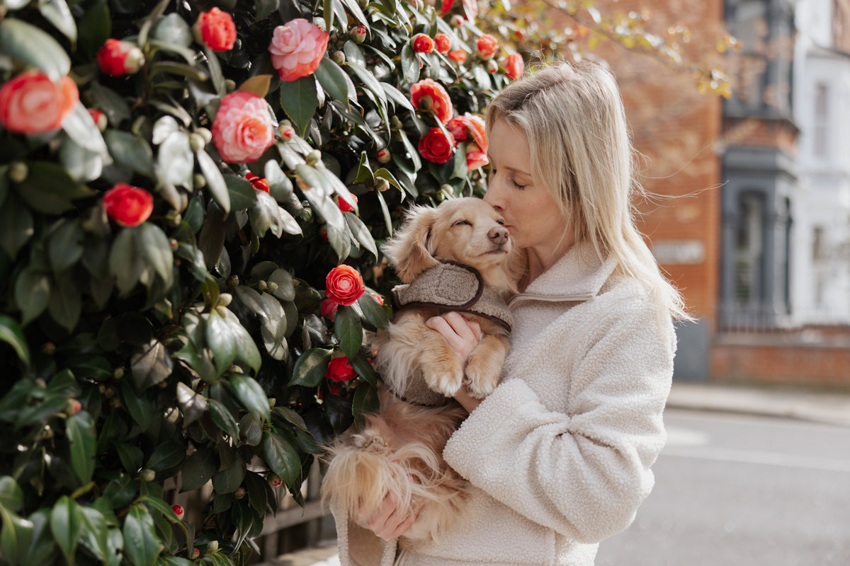 The Teddy Café Latte Sherpa Fleece Dog Harness