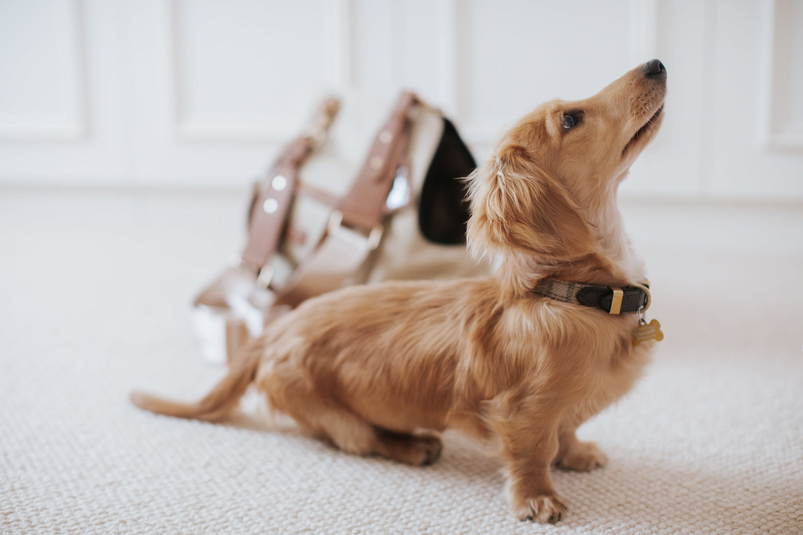 Small dog standing on a light-coloured floor with a blurred background wearing a Teddy Maximus collar.