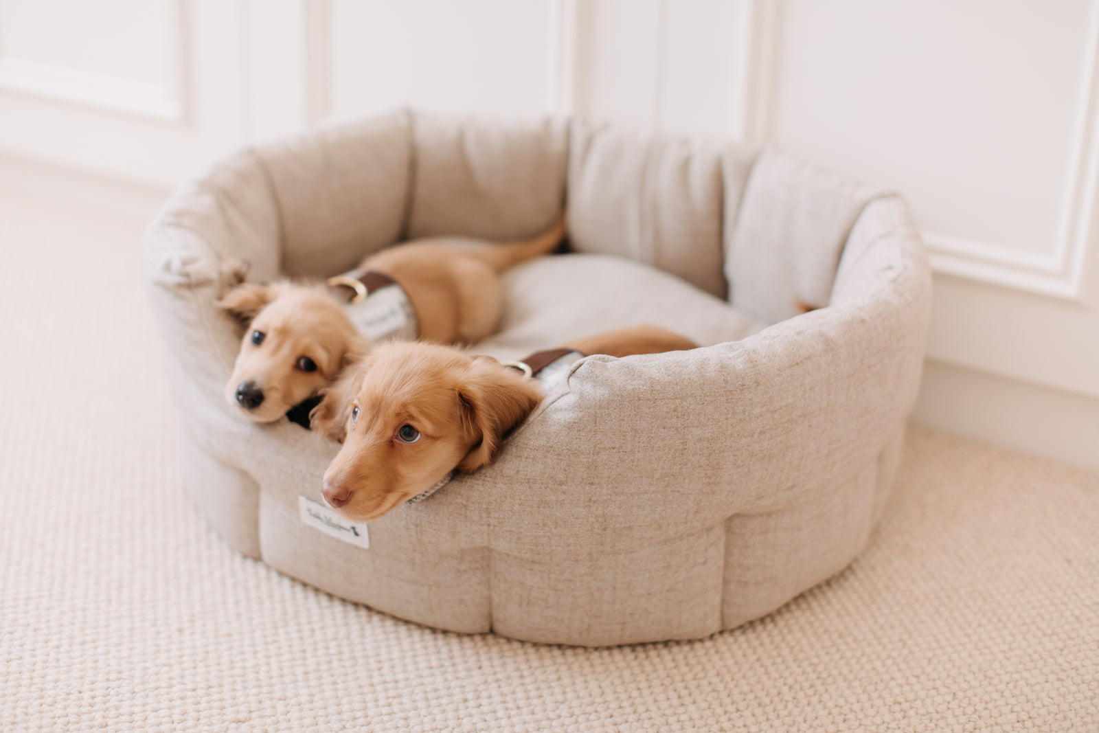 Best Dog Bed for Pugs: Ultimate Comfort for Your Furry Friend