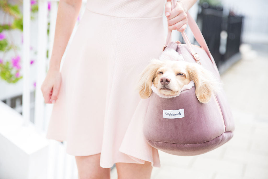 Our Top Gifts for Your Top Dog this Valentines