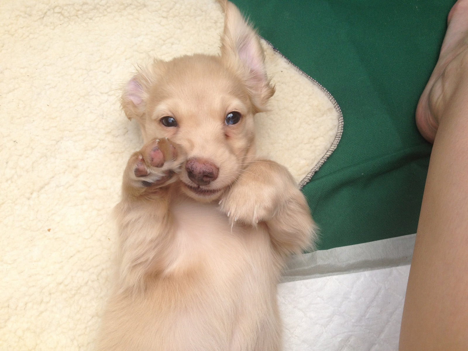 6 Effective Ways to Bond With Your Puppy!