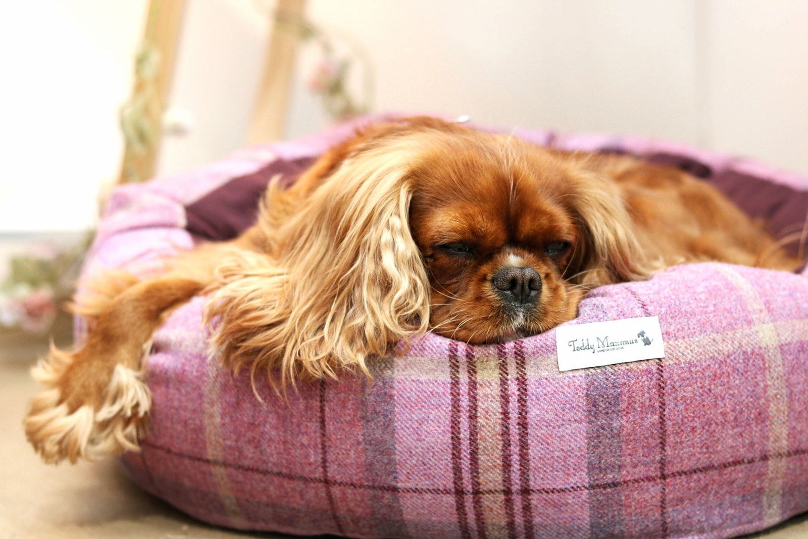 Pawsome Pooches @ Country Living Spring Fair