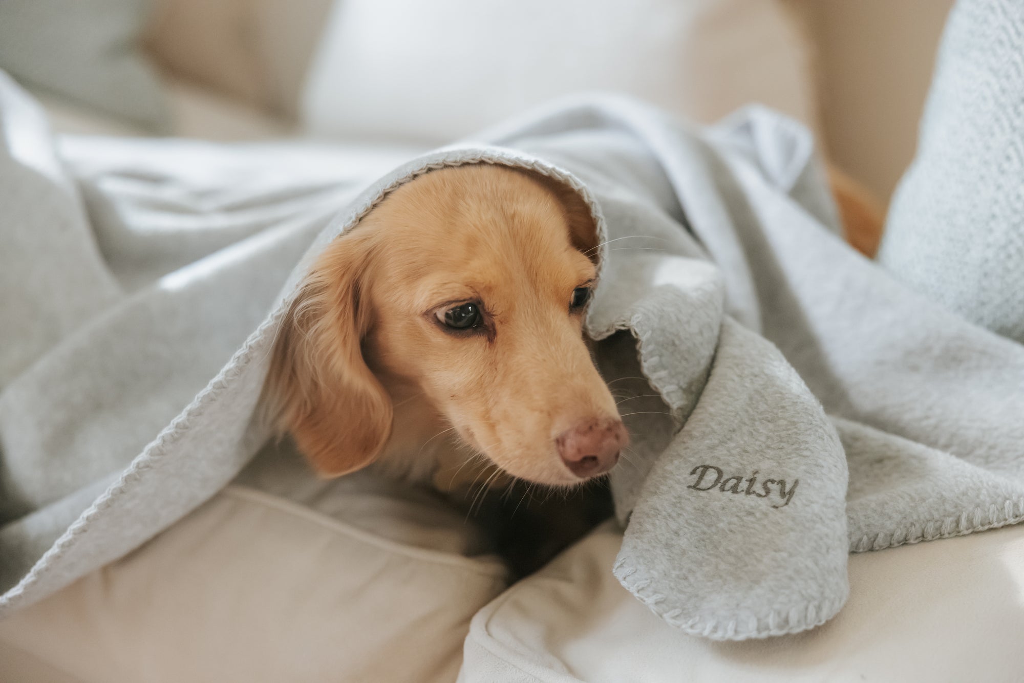 Autumn Style Tips with Luxury Dog Brand Teddy Maximus