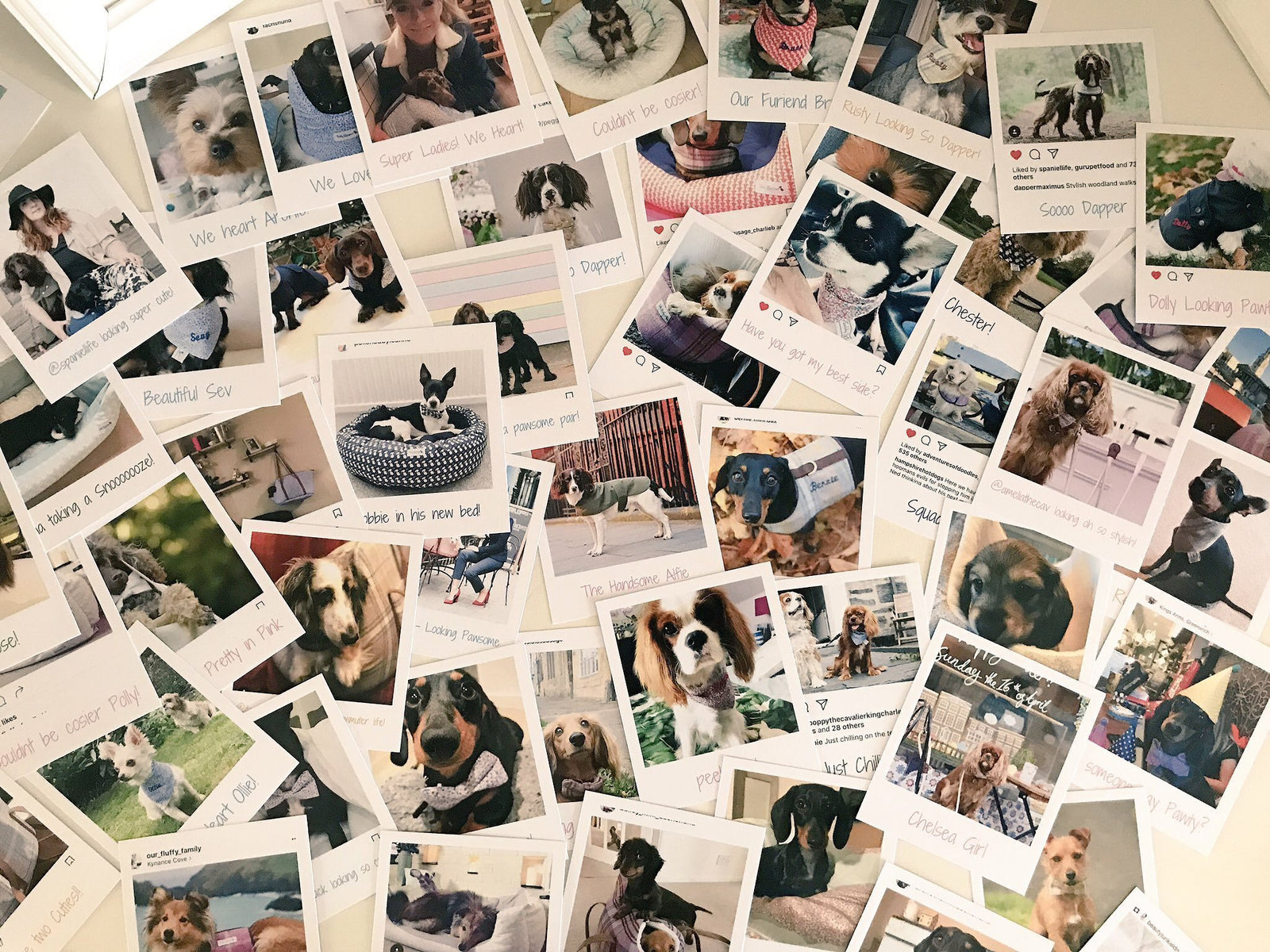 You Are Invited to Our Pup-Up in Parsons Green!