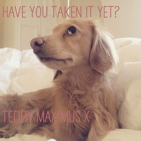 Tips for photographing dogs