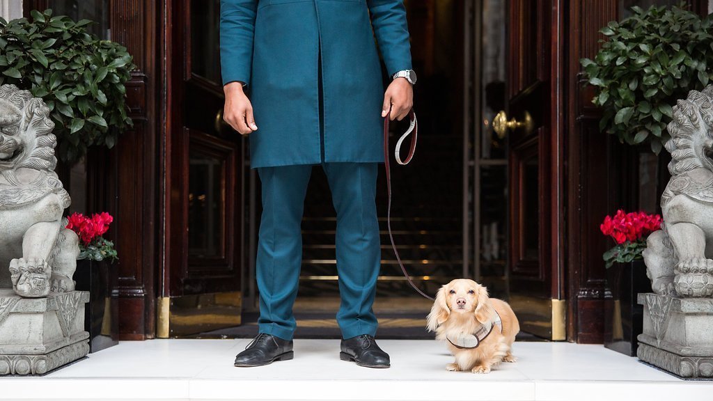 Mandarin Oriental Pawtners with Teddy Maximus
