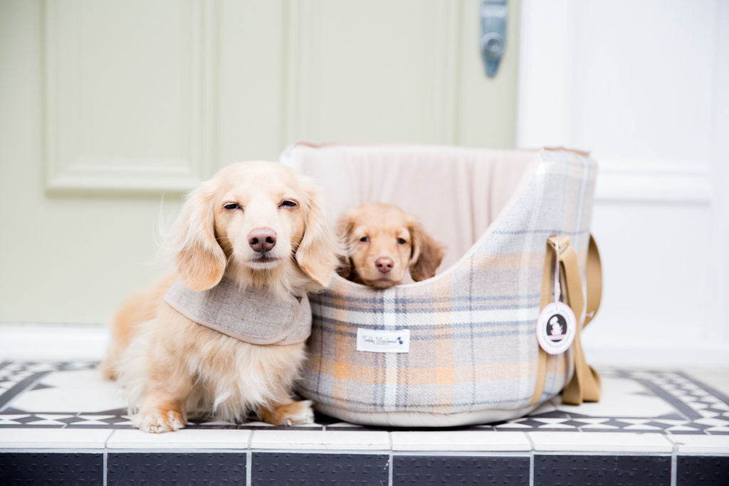 The Ultimate Guide to Choosing the Perfect Dog Carry Bag & Puppy Carrier Bag