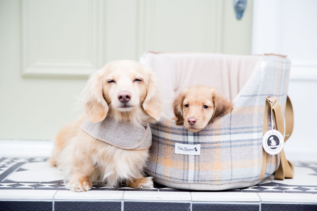 Puppy papoose 2025