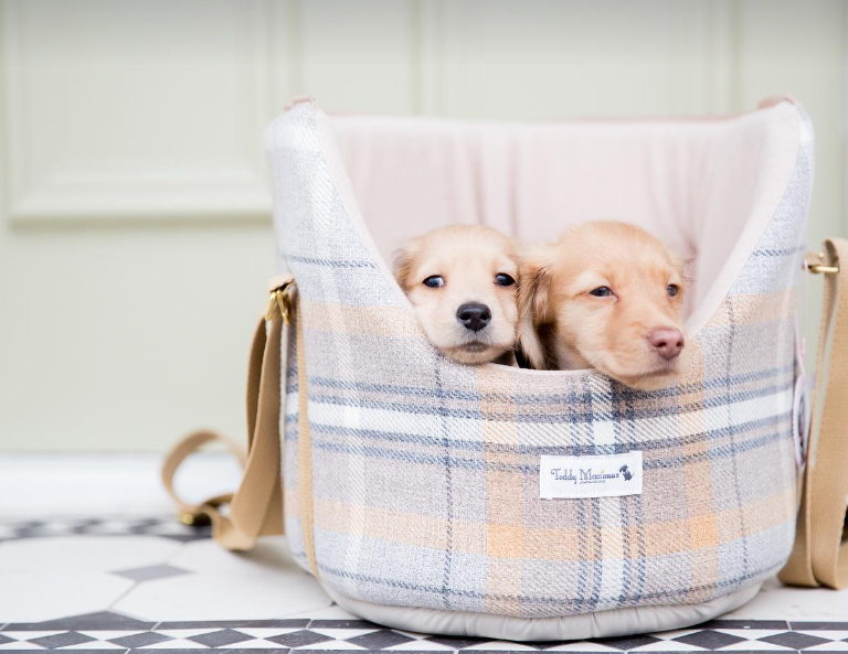 How to Choose the Perfect Dog Bed