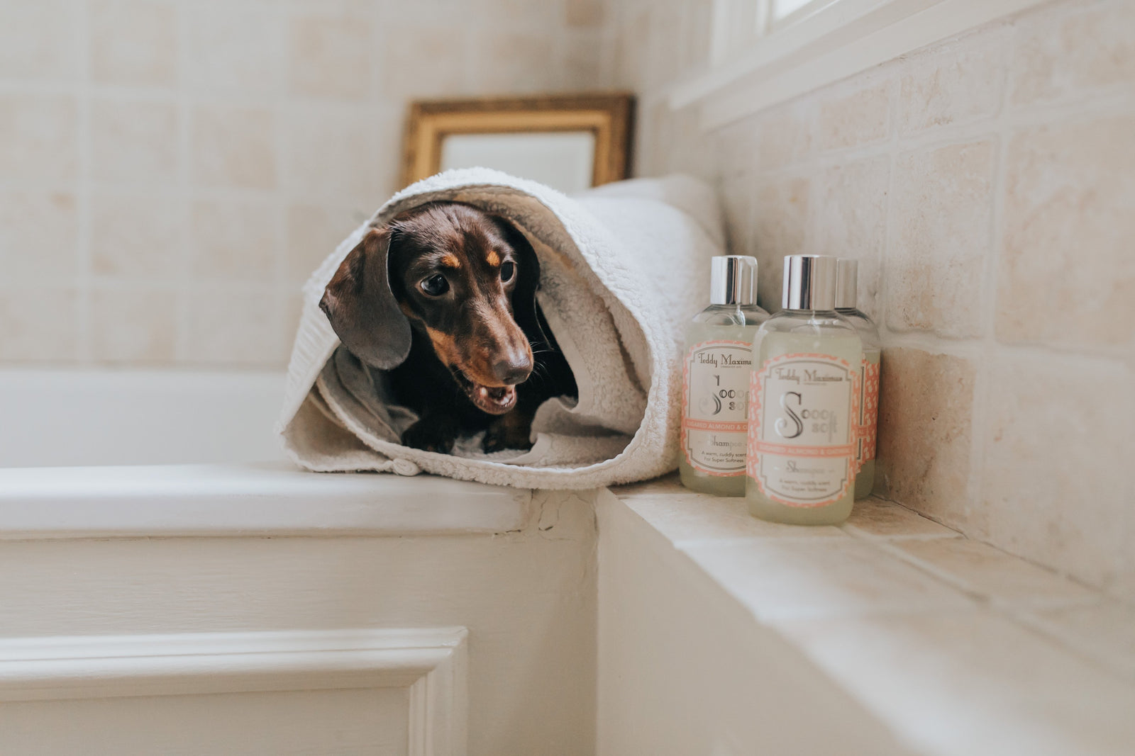 Daisy & Teddy try our New Shampoo!