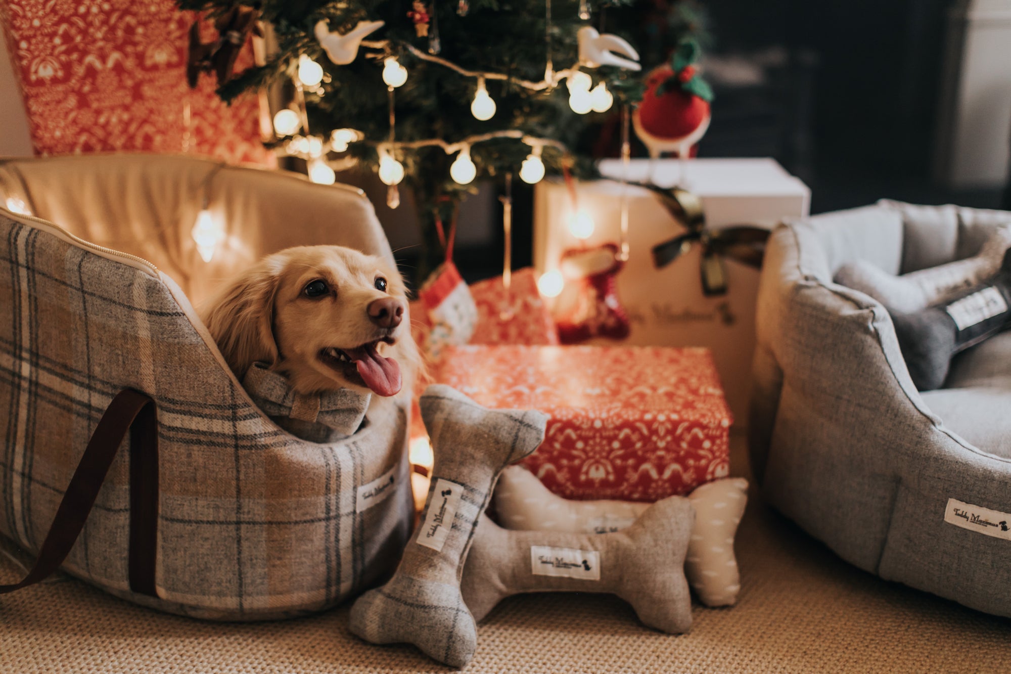 Christmas gifts for dogs with Teddy Maximus