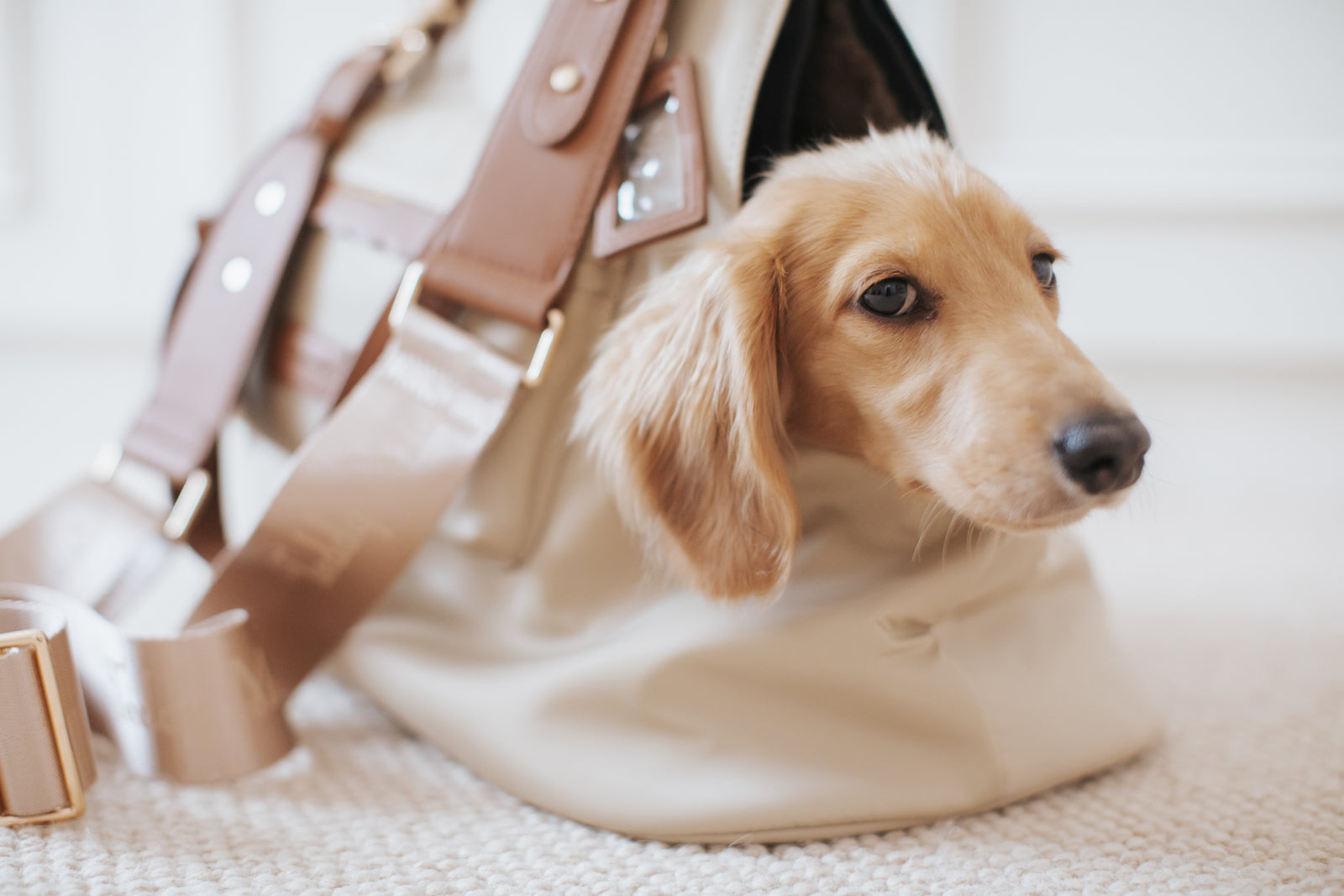 A cute dog sitting inside a puppy carrier bag, looking out with curiosity.