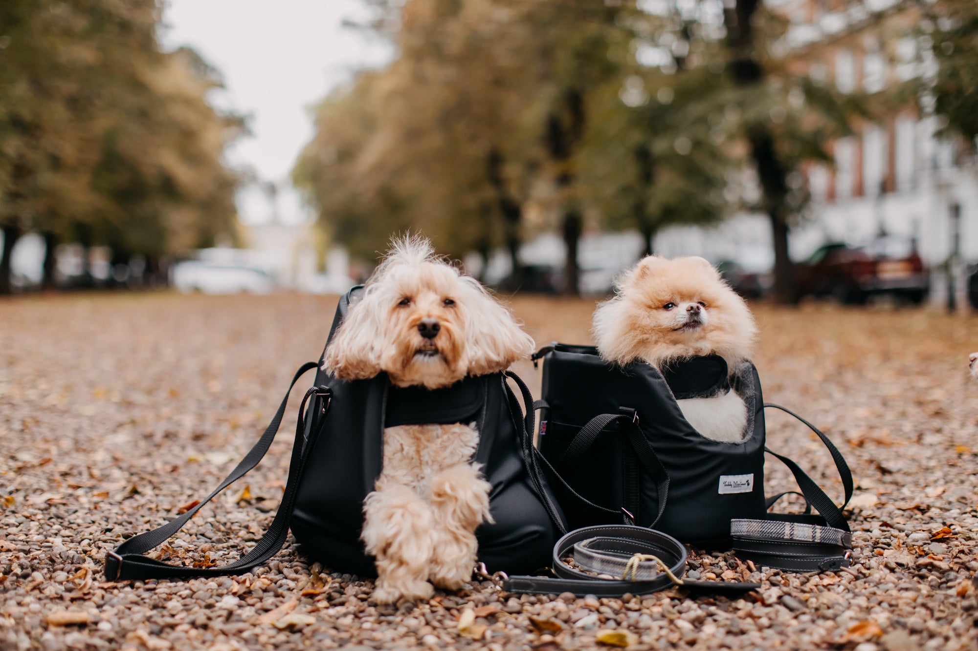 Chic Canine: A Guide to Luxe Autumn Style for You and Your Dog
