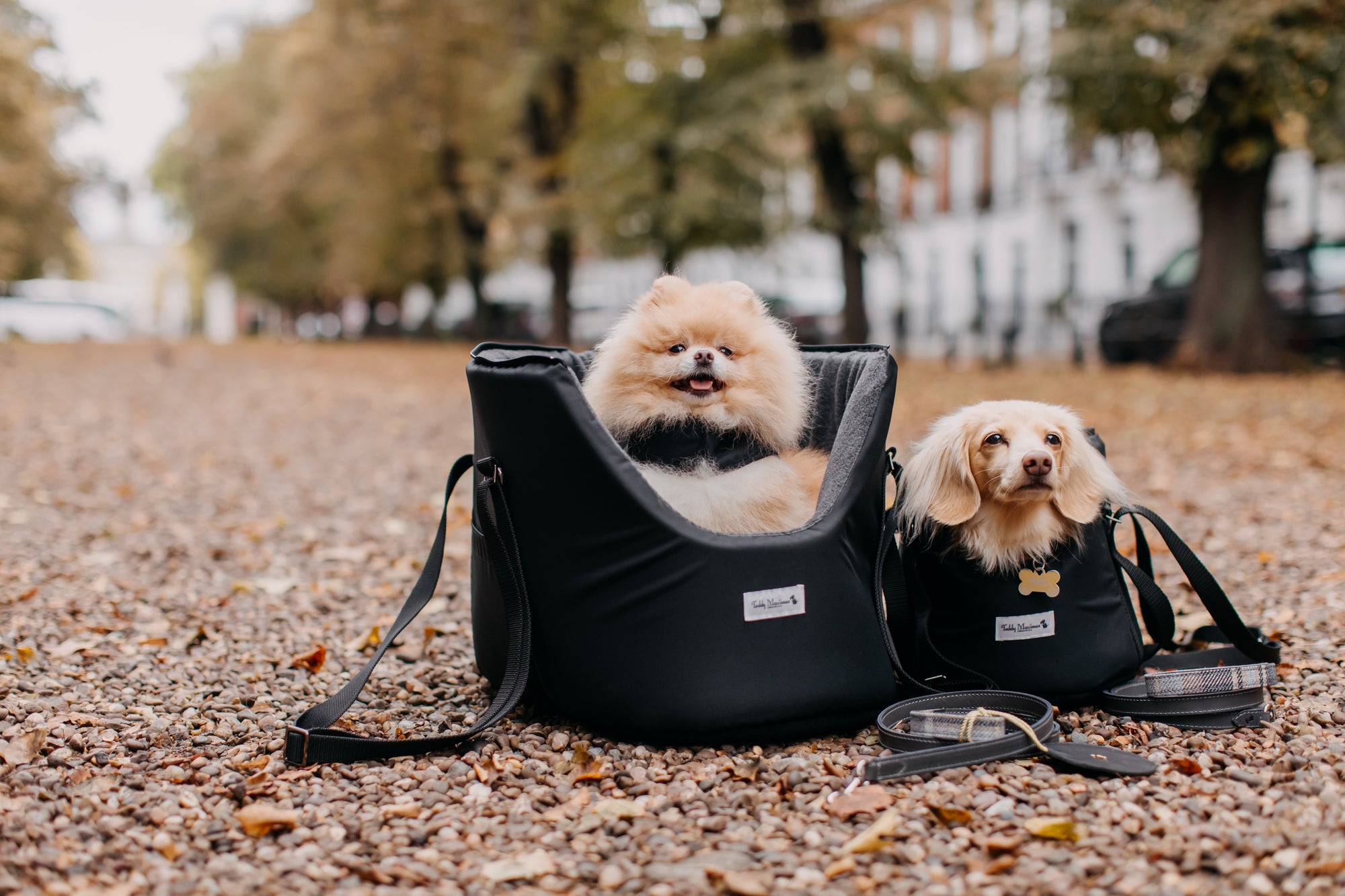 Autumn Carriers for Dogs