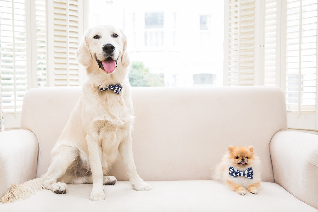 top dog breeds 2023