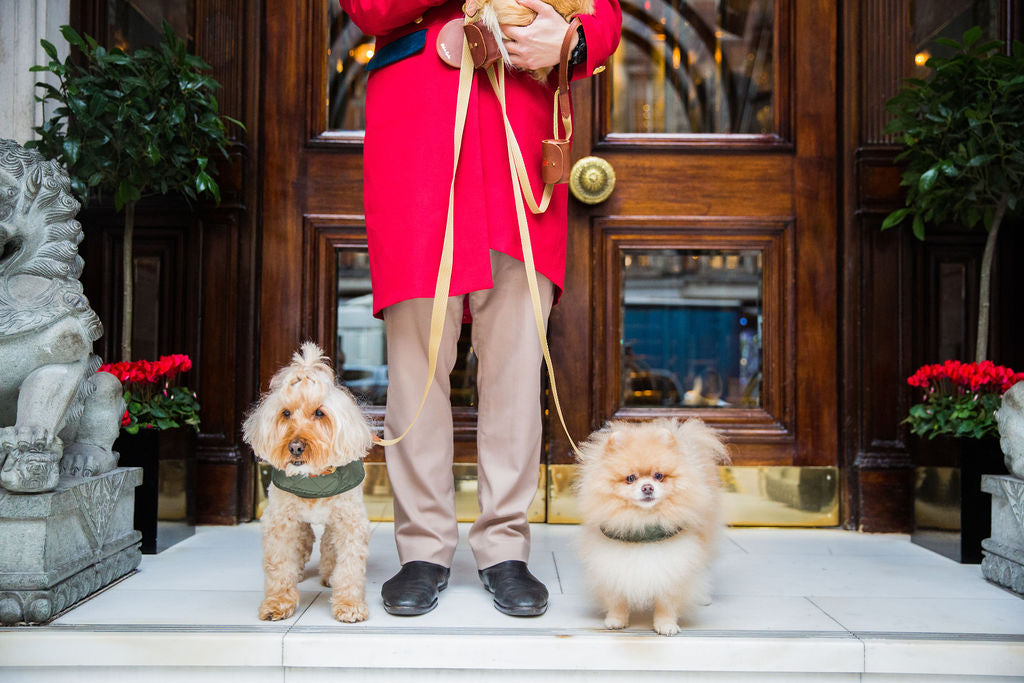 Pawfect Stays from Mandarin Oriental x Teddy Maximus