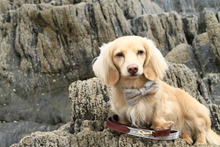 Teddy's trip to Salcombe - a dog friendly weekend break!