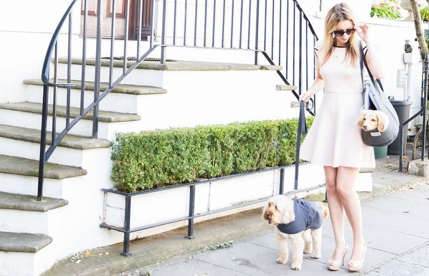 Top 6 Tips for Safe Dog Walking This Spring