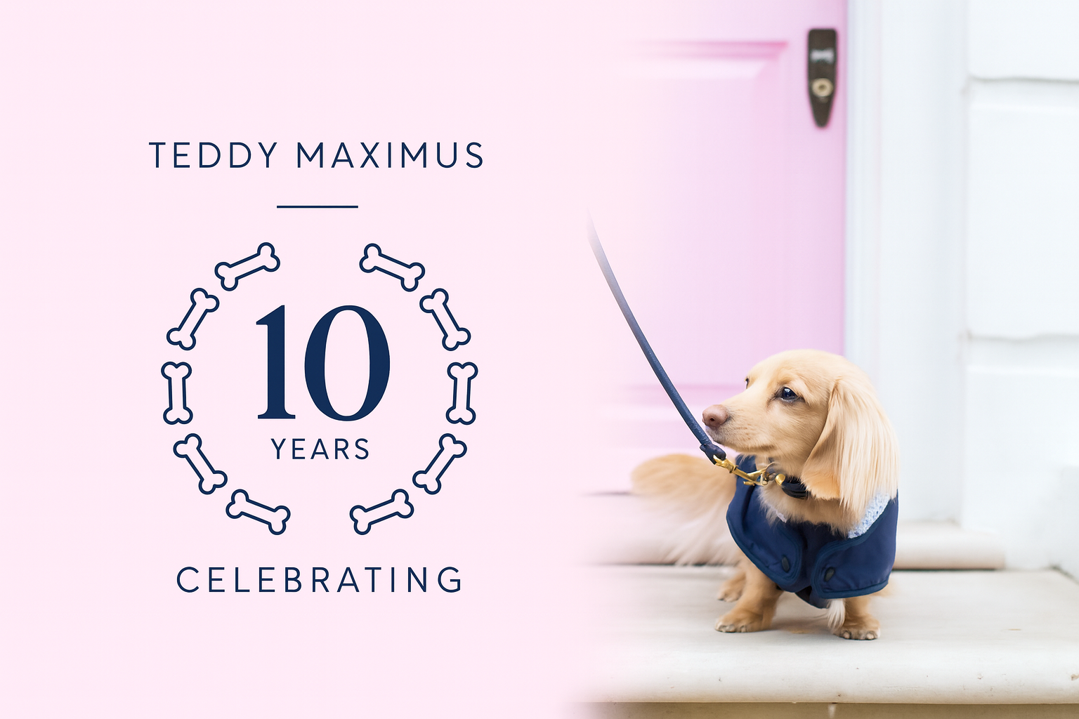 Teddy Maximus Turns 10: A Journey with Our Luxury Dog Brand