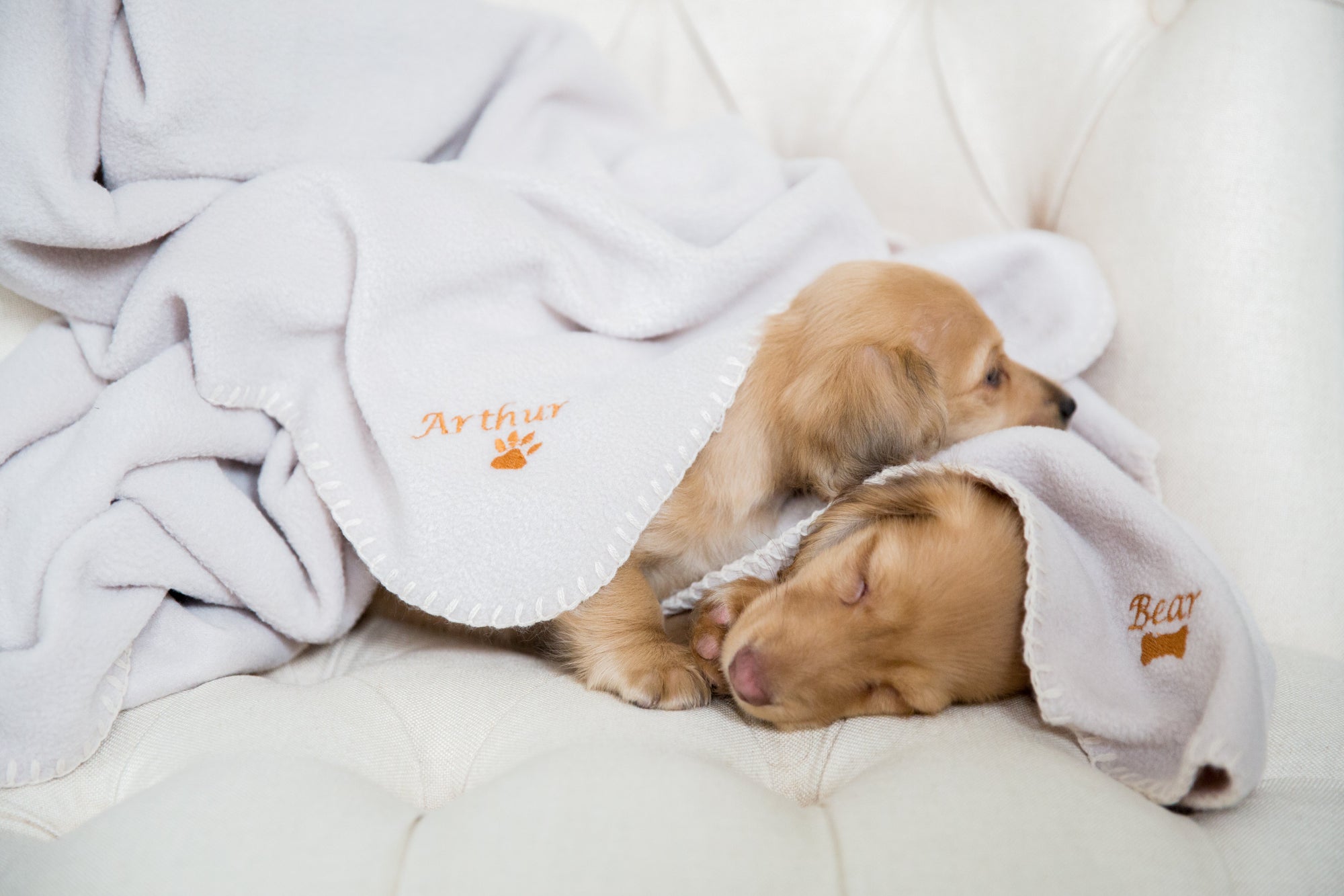 Two adorable puppies cuddling together under a cosy blanket.
